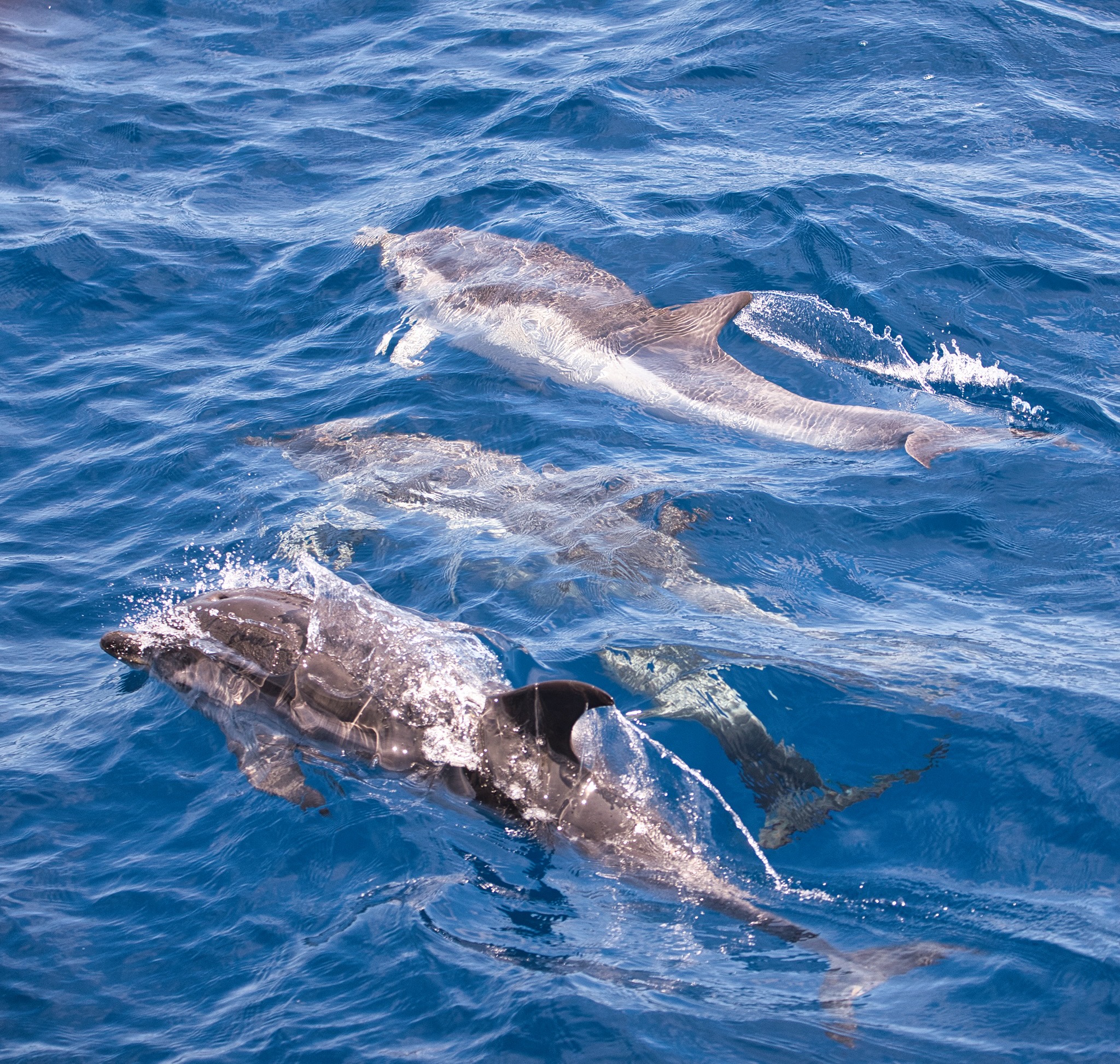 Dolphins in the Ligurian Sea